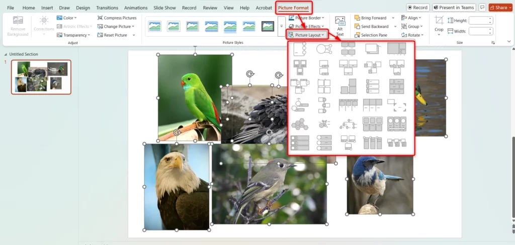 Make an Image collage in PowerPoint Using a Picture Layout option
